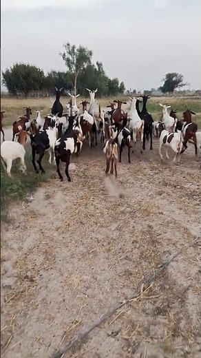 Dancing Herd: Goats with Rhythm