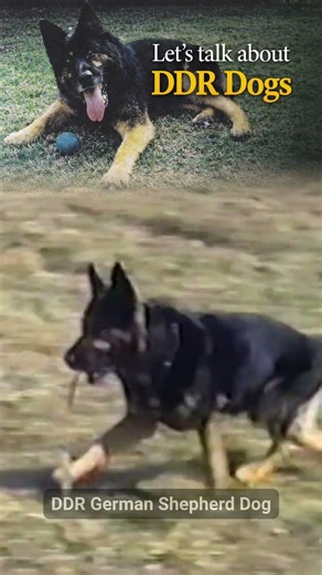 Let's talk about DDR dogs PREVIEW