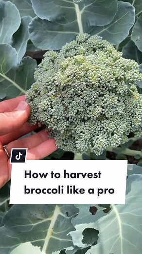 Broccoli Harvesting Guide: Tips for When and How to Pick Broccoli