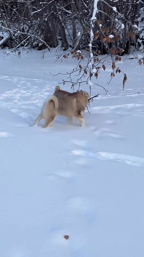 A short story of puppies enjoying their puppyhood on the pond❤️😊 Sound on🎧 | Joe G Henderson
