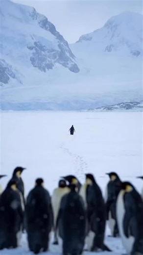 Alisher on Instagram: "日本利用压电瓷砖将脚步转化为电能。这些瓷砖捕捉来自你脚步的动能。当你行走时，你的重量和动作会对瓷砖产生压力。瓷砖会轻微弯曲，从而产生机械应力。瓷砖内部的压电材料将这种应力转化为电能。每一步都会产生少量电荷，而数百万步结合在一起就能产生足够的电力来驱动 LED 灯、数字显示屏和传感器。在像涩谷车站这样繁忙的地方，每天大约有 240 万个脚步为这一系统作出贡献。这些电能可以被储存或立即使用，从而减少对传统电力来源的依赖，并支持可持续的城市基础设施。这种方法将日常运动转化为实用的可再生能源 #日本 #知识 #事实 #你知道吗 #推荐 科技 创新 历史 技术 实验 热门"