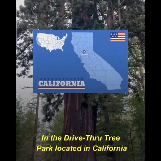 Drive Thru a Giant Tree! Discover California’s Famous Drive-Thru Tree Park