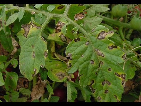 Identifying and Treating Early Blight on Tomato Plants