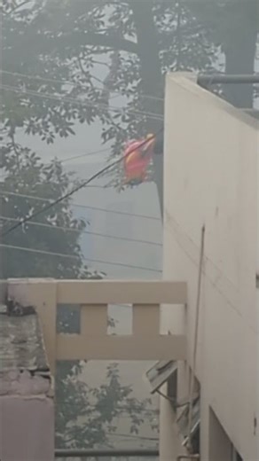 a parrot balloon stuck on the tree on foggy morning