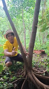 1.2M views · 7K reactions | TAWAR 500 RIBU OGAH.‼️略BAHAN FICUS. #reels #bonsai #fyp Semua Orang | Zhy Chivitz | Facebook