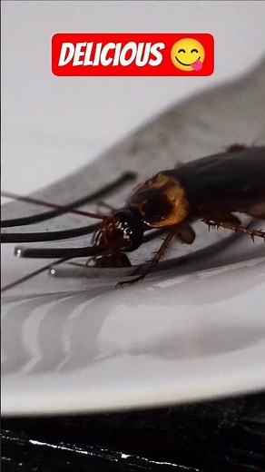 Roaches Taste With Their Feet! #science #pestcontrol