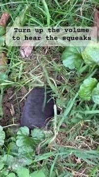 Squeaking Burrowing Mole #mole #backyardcritters