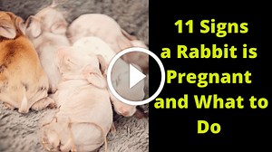 11 Symptoms Of A Pregnant Rabbit {VIDEO}