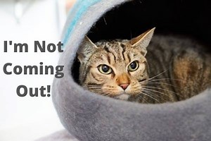 The Best Cat Caves Made In Nepal To Keep Your Kitty Cozy