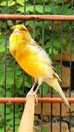 bird's chirp is fun | animal sound #birds #animallife #canary