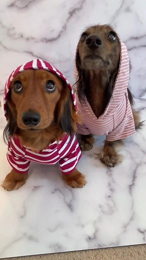 Siblings😊 #wienerdog #siblings #petthoughts | Heathersdachshunds