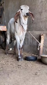 33K views · 1.7K reactions | Gir | Gir Pride | Facebook