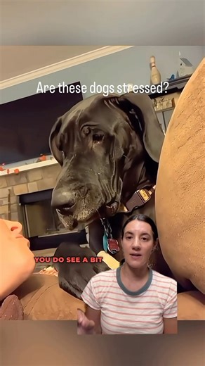 968K views · 1K reactions | Are these dogs stressed? I think so. Play doesn’t always mean happy. Humans and dogs both use play to diffuse tense situations. #dogbehavior #dogbehaviorist #anxiousdogs | Thinking Canine | Facebook