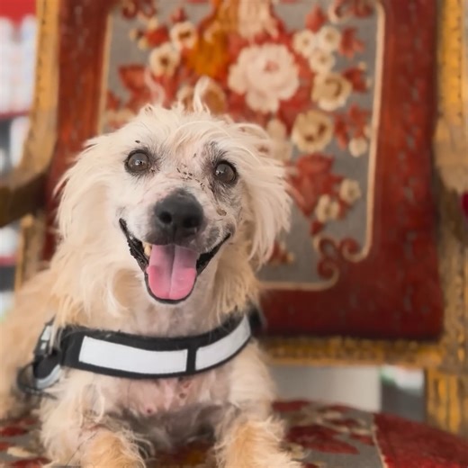 56K views · 3.4K reactions | You Will Love This Dog! ❤️ | Viktor Larkhill Extreme Rescue | Facebook