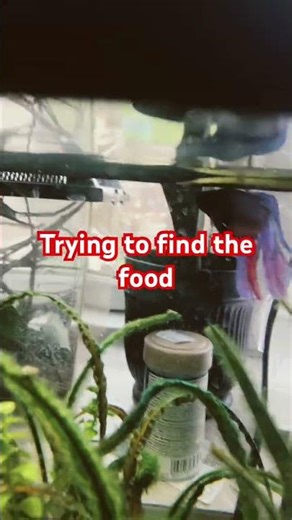 Betta fish vs giant goldfish padlets #bettafish #fisheating #fishkeeping