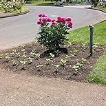 BILT HARD 16-Inch Corded Garden Tiller Cultivator, 13.5-Amp 6 Steel Tines Tillers with Adjustable Wheels & Foldable Handle, 8-Inch Tillling Depth Electric Rototiller for Lawn/Yard/Garden Soil Digging