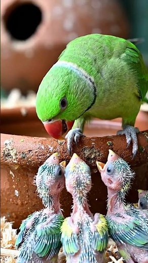 Adorable Baby Parrots: A Step into the Avian World
