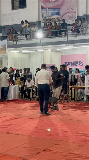 കുഞ്ഞുട്ടന് സമ്മാനം കിട്ടി🏆🔥😍#shorts #americanbully #viralshorts #doglife #prize