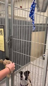 For today’s #thankyouthursday we’d like to recognize Blue Fish Aquarium! Blue Fish has been a longtime supporter of us here at Harbor Humane, and for #MakeADogsDay on Tuesday, they generously donated nearly $300 worth of toys and collars! They really did make our dogs days! Here are some of the furbabes enjoying their new toys. We are so grateful for your support! #bluefishrocks | Harbor Humane