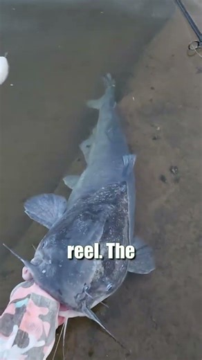 This Is The Best Setup To Catch River Catfish: FATKAT + Cut Bait = Fish: FATKAT Best Catfishing Rigs