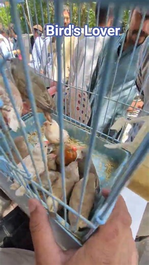 #electronicmusic #birds #birdsmarket #birdsinging #parrot #thebirdsonggroup #canary #birdsong #love