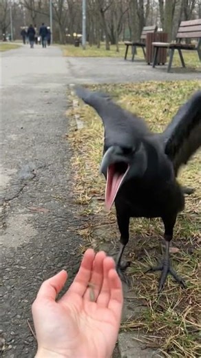 I Tried to Feed a Crow and It Screamed at Me