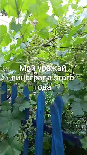 Мой урожай винограда этого года.Неверел что такое можно вырастит #выращивания #растения #виноград