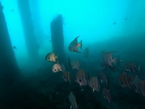 Watch Underwater 80M Lights Waterproof Diving Torch Flashlight on Amazon Live