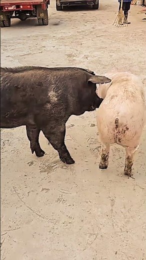 Secrets of pig training a step by step guide#25