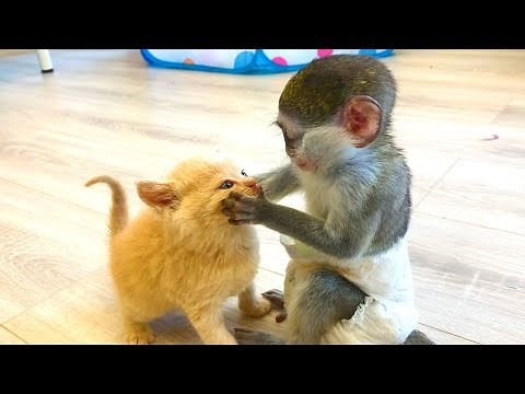 Mom cat feeds her kittens, and baby monkey plays happily with foster kittens