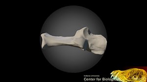 Mountain lion calcaneus - 3D model by garymotz