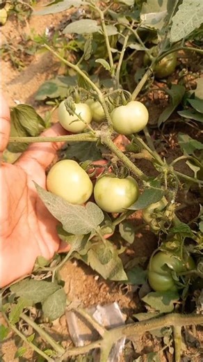 Gardening, Organic farming, vegetable farming,Natural farming, #organic #food #gardening #vegetables