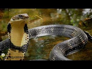 Cobra Strikes Fascinating Facts About the Fearsome Snake