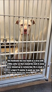 💔Found wearing a filthy collar that completely stained the fur around his neck & he is so sad in there hopelessly waiting for a hero. Please help us find him a hero by watching until the end, interacting, & sharing! This sweet handsome boy was picked up in Greenville wearing a filthy collar that left a mark around his neck & of course wasn’t reclaimed. He’s so sad in there & needs a hero to come save his life. All we know is that he’s roughly 2 years old. He will spend nearly 24/7 in that tiny 