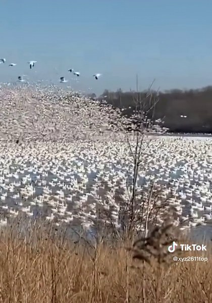 Stunning Flock of Geese Synchronized in Flight
