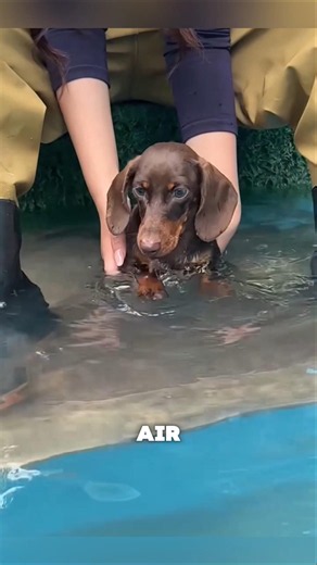 Little Dachshund’s Struggle Learning to Swim for the First Time #shorts