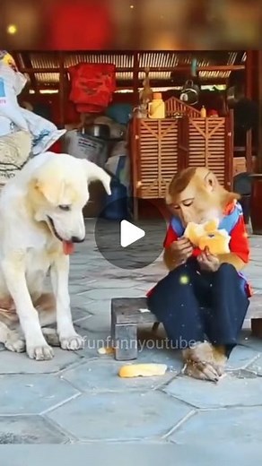 Fun & Funny 2.0 on Instagram: "Funny Videos Compilation 🤣🤣 #funfunnyoutube #viral #reels #entertainment #instagramreels . Follow For More❤️❤️"