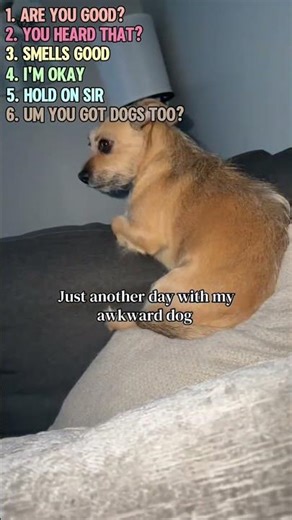 Ranking Awkward Moments of Cats And Dogs :Caught 4K Being Absolutely Awkward😭#shorts #funny #viral