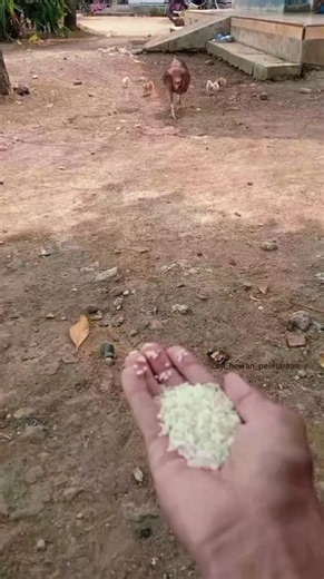 come, A mother hen clucking while feeding her chicks #hen #chick #chicken #bird