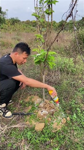 Don't Panic! Red Imported Fire Ants in Your Garden? Here's What to Do