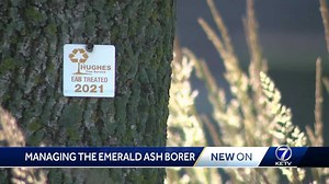 Nebraska Extension warns about Emerald Ash Borer, offers tips to treat Ash trees