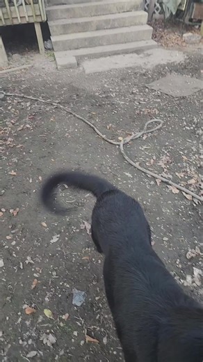 K9 Mims. K9 Chinook. Here working on picking up whatever is thrown, in my training program this is a absolute must. The wooden block, the pliers whatever object, texture, size, if he can grab, then go get it and bring it. #lbatonrougedogtrainer #germanshepherdtraining #dogtraining