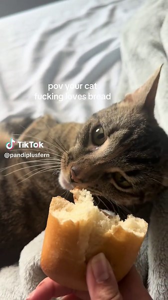 Why Your Cat Loves Bread: Cat POV Explained