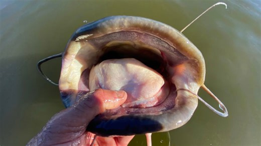 Big fish went crazy at this massive river spillway