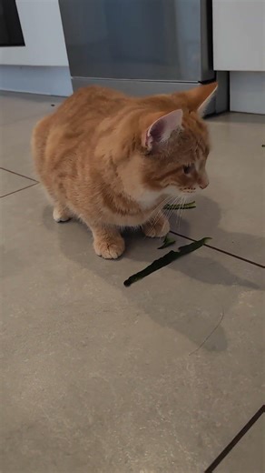 Playing with Cucumber