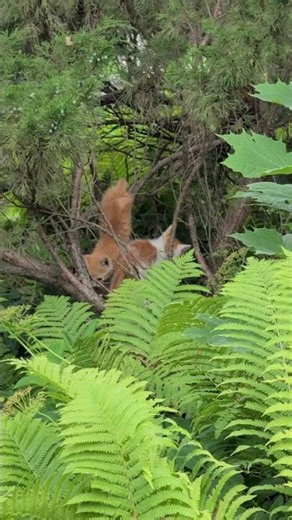 Kitten gets hung up in Juniper bush