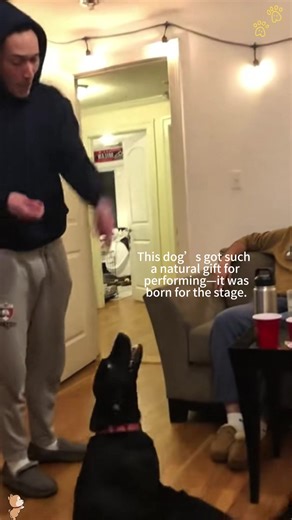 If this dog were an actor, I think it would win an Oscar😂😂.#dog#funny#funnyanimals#funnypets#animals