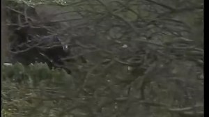 Inspector Wexford - A Sleeping Life