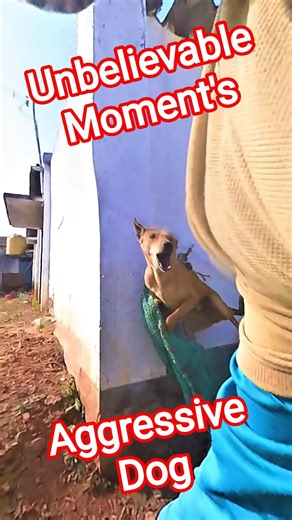 Kabaddi Market Dog Catching Fails #ytviral #shorts #dog #pets #dogwithpublicsafety #amazing