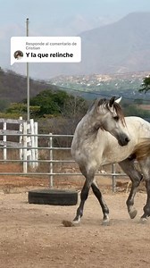 Top Viral Horse Moments — Caballos Bailadores & Best Horse Videos